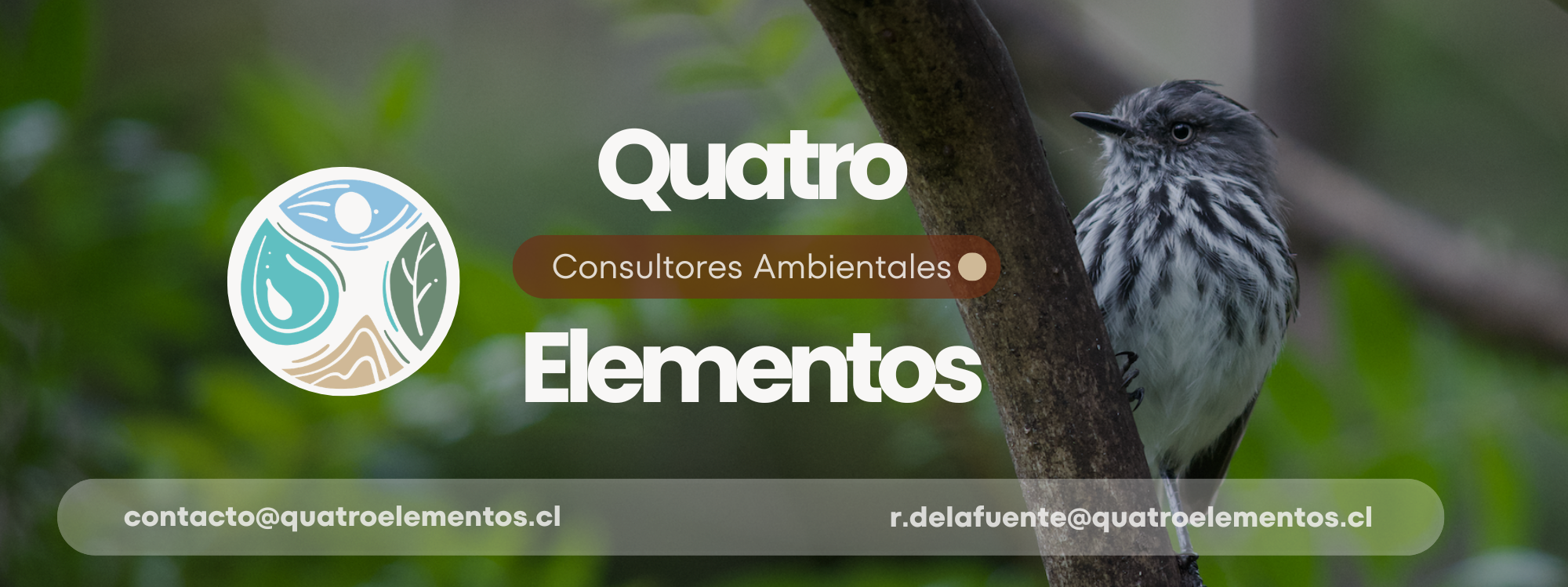 elementos desierto flores (4)