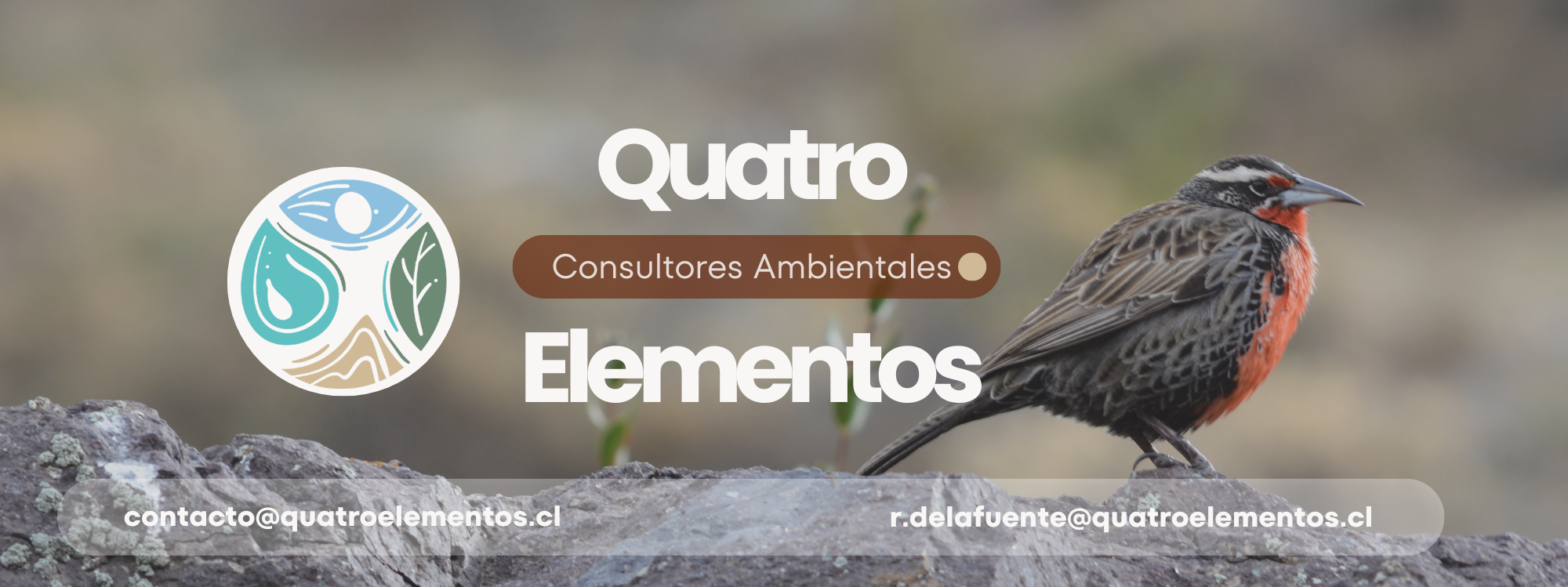 elementos desierto flores (8)